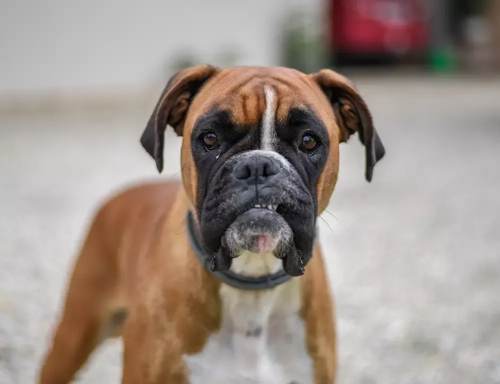 Jak wygląda pies bokser? Poznaj jego unikalne cechy i wygląd